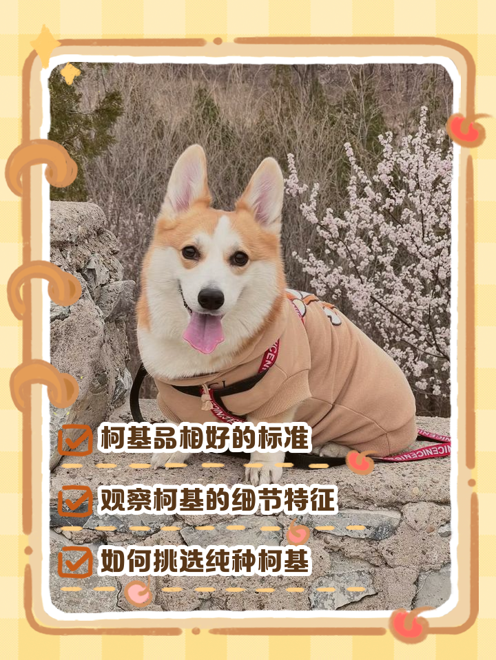 养柯基的人怎么那么少？这些原因影响大